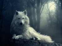 /album/galleria-fotografica/fantasy-wolf-002-jpg/